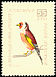 European Goldfinch Carduelis carduelis  1959 Birds 
