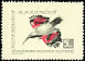 Wallcreeper Tichodroma muraria  1959 Birds 