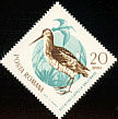 Common Snipe Gallinago gallinago  1965 Migratory birds 