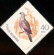 European Turtle Dove Streptopelia turtur  1965 Migratory birds 