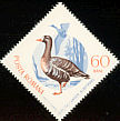 Greater White-fronted Goose Anser albifrons  1965 Migratory birds 