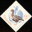 Greater White-fronted Goose Anser albifrons