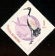 Common Crane Grus grus  1965 Migratory birds 