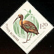 Glossy Ibis Plegadis falcinellus  1965 Migratory birds 