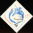 Mute Swan Cygnus olor  1965 Migratory birds 