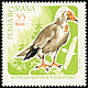 Egyptian Vulture Neophron percnopterus  1967 Birds of prey 