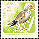 Egyptian Vulture Neophron percnopterus