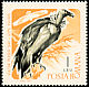 Griffon Vulture Gyps fulvus  1967 Birds of prey 