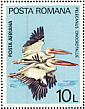 Great White Pelican Pelecanus onocrotalus  1980 European nature protection  MS