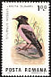 Rosy Starling Pastor roseus  1983 Birds of the Danube Delta 