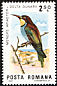 European Bee-eater Merops apiaster