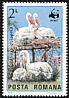 Dalmatian Pelican Pelecanus crispus  1984 WWF 