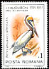 Brown Pelican Pelecanus occidentalis  1985 Audubon 