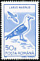 Great Black-backed Gull Larus marinus  1991 Water birds 