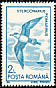 Pomarine Jaeger Stercorarius pomarinus  1991 Water birds 