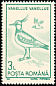 Northern Lapwing Vanellus vanellus  1991 Water birds 