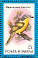 Grey-headed Bushshrike Malaconotus blanchoti  1991 Birds Sheet