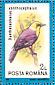 Yellow-headed Blackbird Xanthocephalus xanthocephalus  1991 Birds Sheet