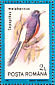 White-rumped Shama Copsychus malabaricus  1991 Birds Sheet