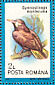 Montezuma Oropendola Psarocolius montezuma