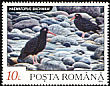 Black Oystercatcher Haematopus bachmani