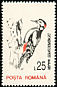 Great Spotted Woodpecker Dendrocopos major