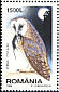 Western Barn Owl Tyto alba