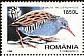 Water Rail Rallus aquaticus  1998 Night birds 