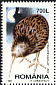 Southern Brown Kiwi Apteryx australis  1998 Night birds Booklet