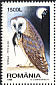 Western Barn Owl Tyto alba