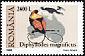 Magnificent Bird-of-paradise Diphyllodes magnificus  2000 Birds of Paradise 