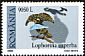 Crescent-caped Lophorina Lophorina niedda  2000 Birds of Paradise 