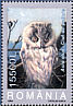 Long-eared Owl Asio otus  2003 Owls 