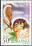 Eurasian Sparrowhawk Accipiter nisus