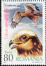 Western Marsh Harrier Circus aeruginosus  2007 Birds of prey 