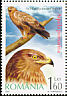 Lesser Spotted Eagle Clanga pomarina  2007 Birds of prey 
