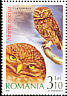 Little Owl Athene noctua  2007 Birds of prey 