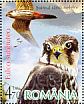 Eurasian Hobby Falco subbuteo  2007 Birds of prey  MS