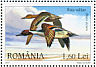 Northern Pintail Anas acuta  2007 Wild ducks and geese Sheet