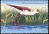 Black-winged Stilt Himantopus himantopus  2009 Birds of the Danube Delta 