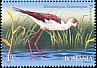 Black-winged Stilt Himantopus himantopus