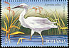 Great Egret Ardea alba  2009 Birds of the Danube Delta 