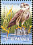 Saker Falcon Falco cherrug