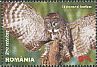 Great Grey Owl Strix nebulosa  2013 Owls 