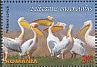 Great White Pelican Pelecanus onocrotalus  2015 Pelicans 