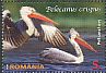 Dalmatian Pelican Pelecanus crispus  2015 Pelicans 