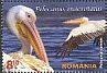 Great White Pelican Pelecanus onocrotalus  2015 Pelicans 