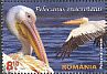 Great White Pelican Pelecanus onocrotalus