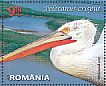 Dalmatian Pelican Pelecanus crispus