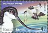 Pied Avocet Recurvirostra avosetta  2015 Waterbirds 